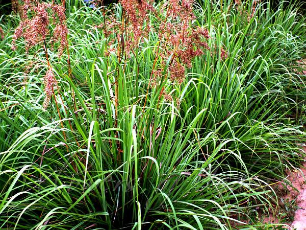 Cymbopogon flexuosus