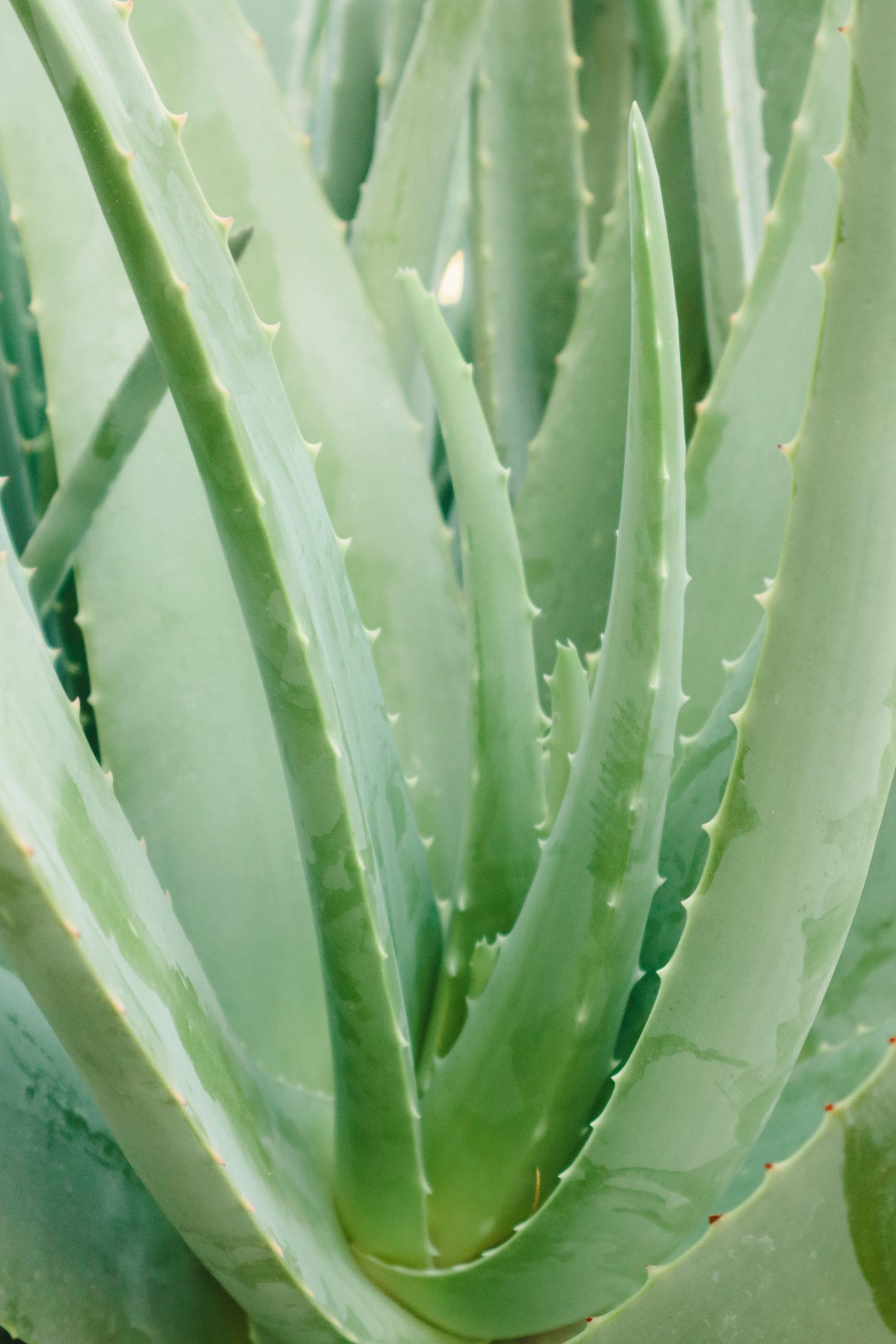 aloe vera