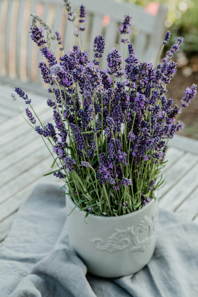 como plantar lavanda