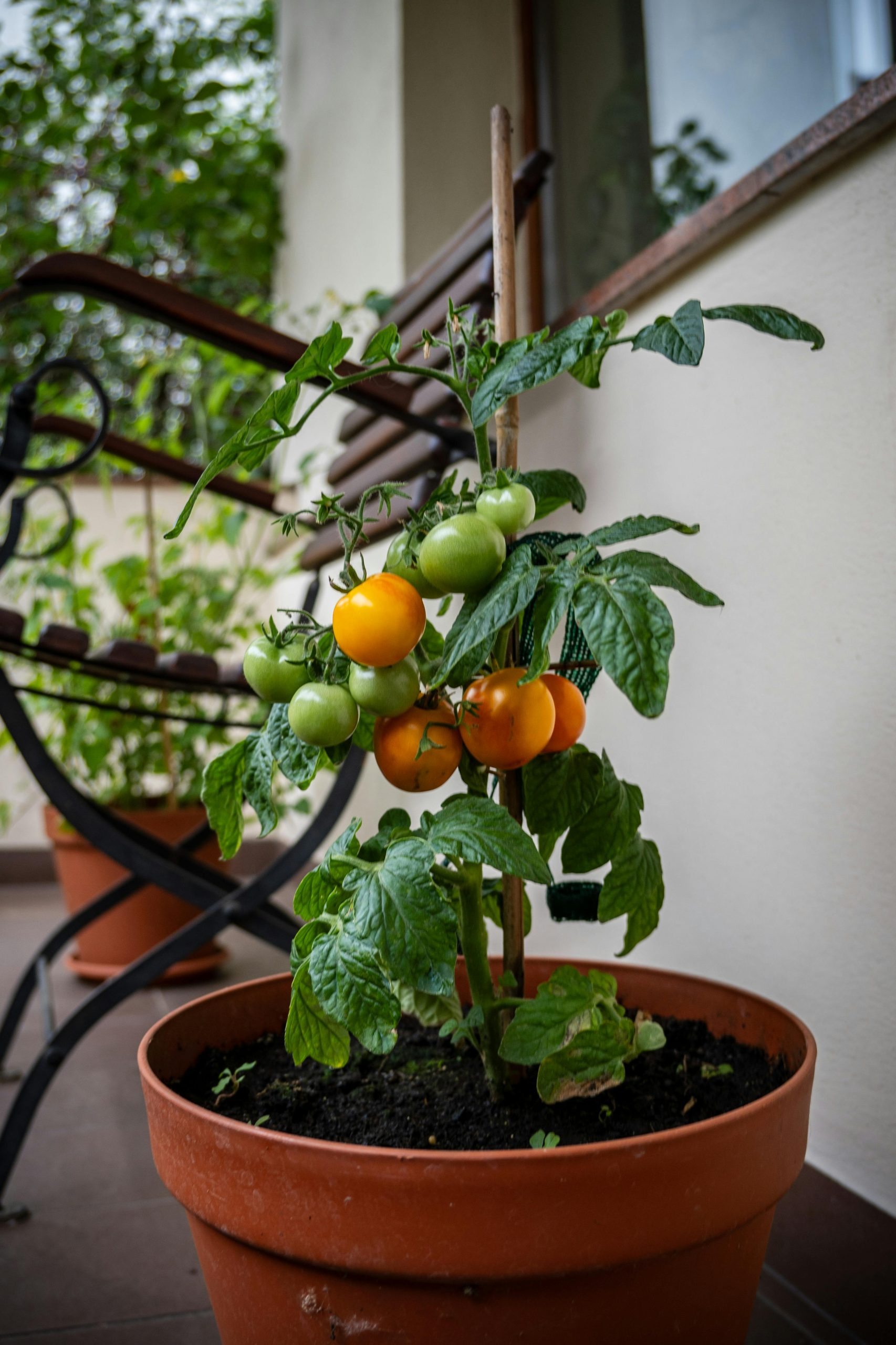 plantar tomates ecologicos