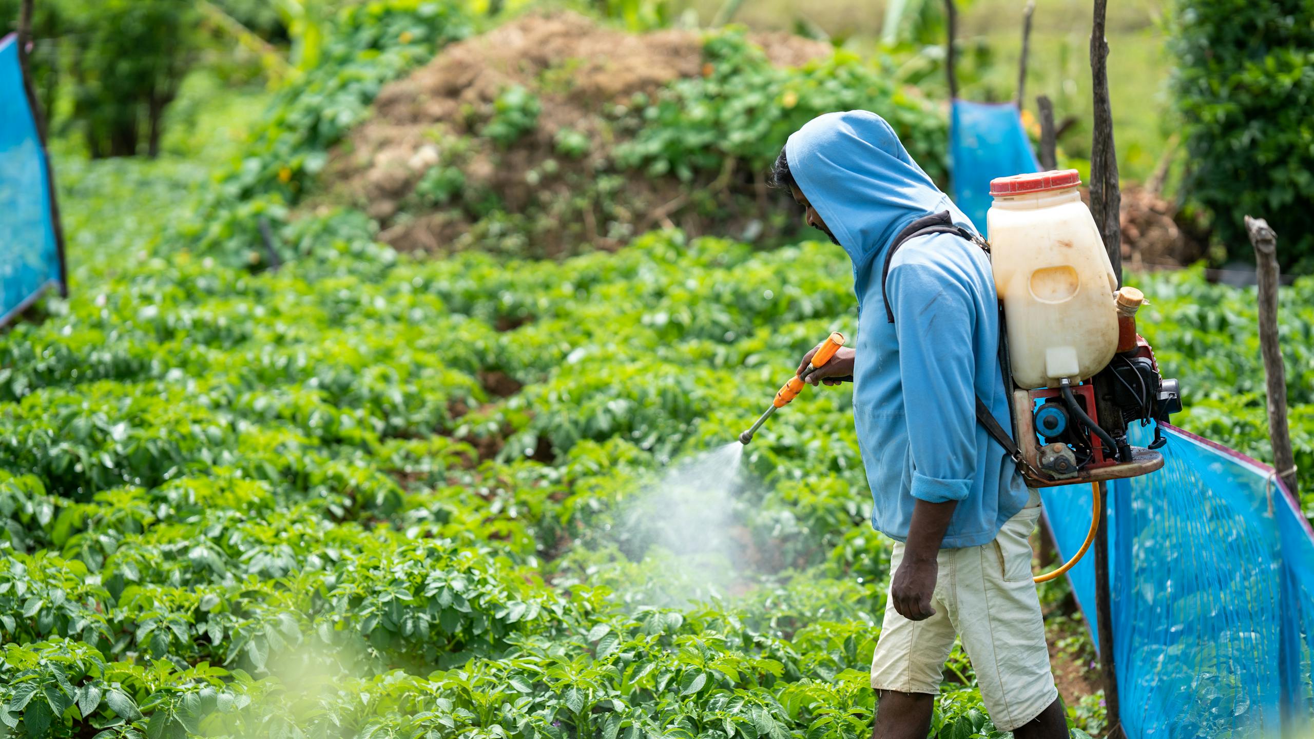Glyphosates: What they are and how they affect your health? 1 glyphosates. A farmer spraying crops in a lush vegetable field in Pattipola, Sri Lanka.