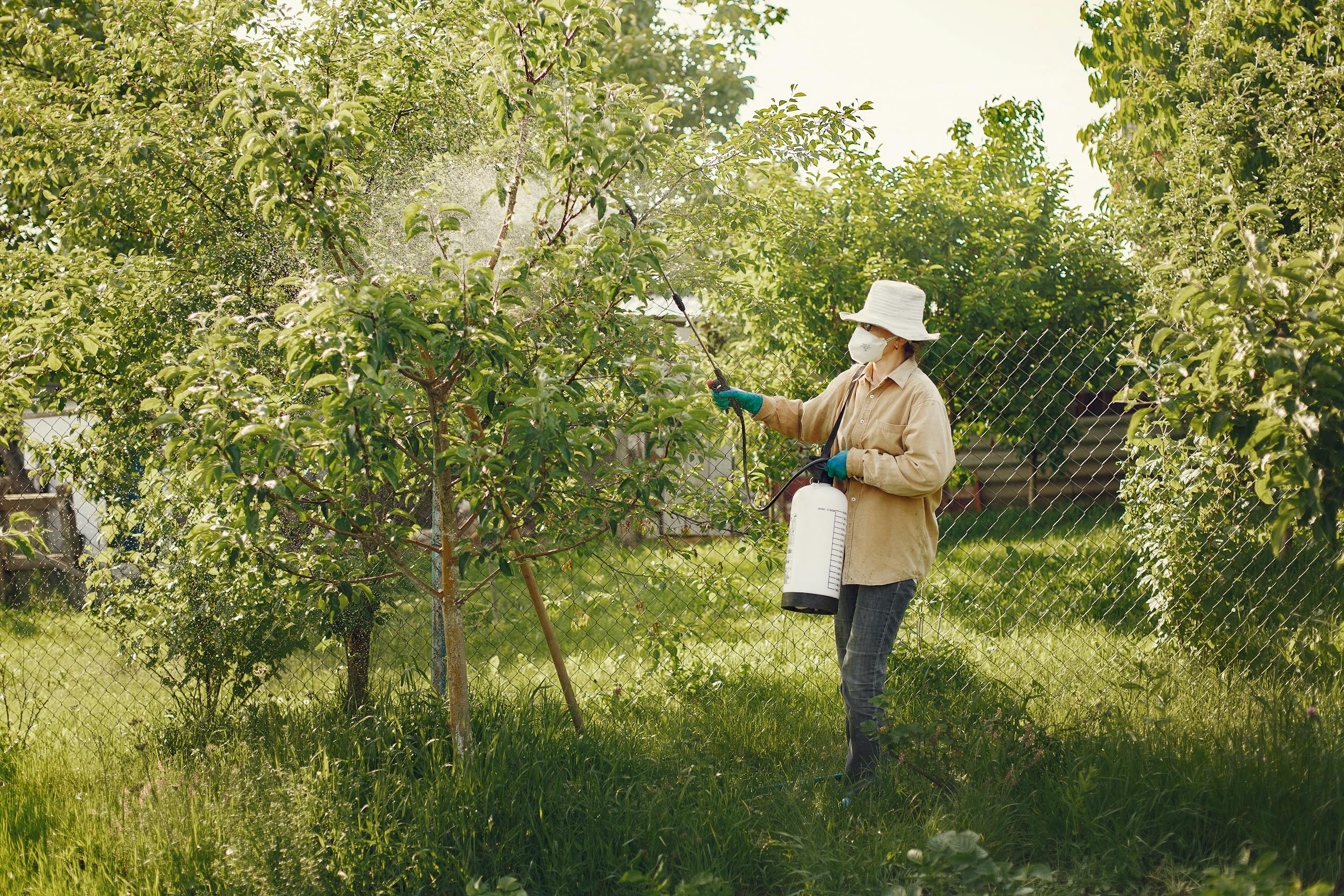 Pesticides: How do they affect health? 1 Woman in protective gear spraying pesticides on garden trees with a spray bottle.